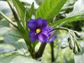 Solanum laciniatum